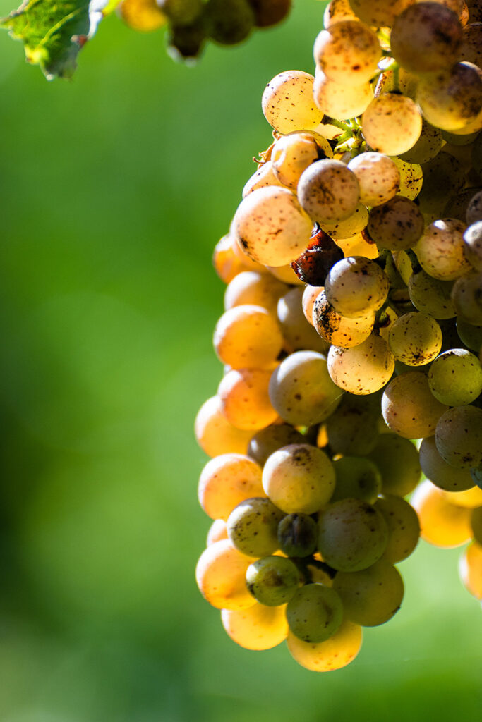 Grappes mûres dans le vignoble du Jurançon